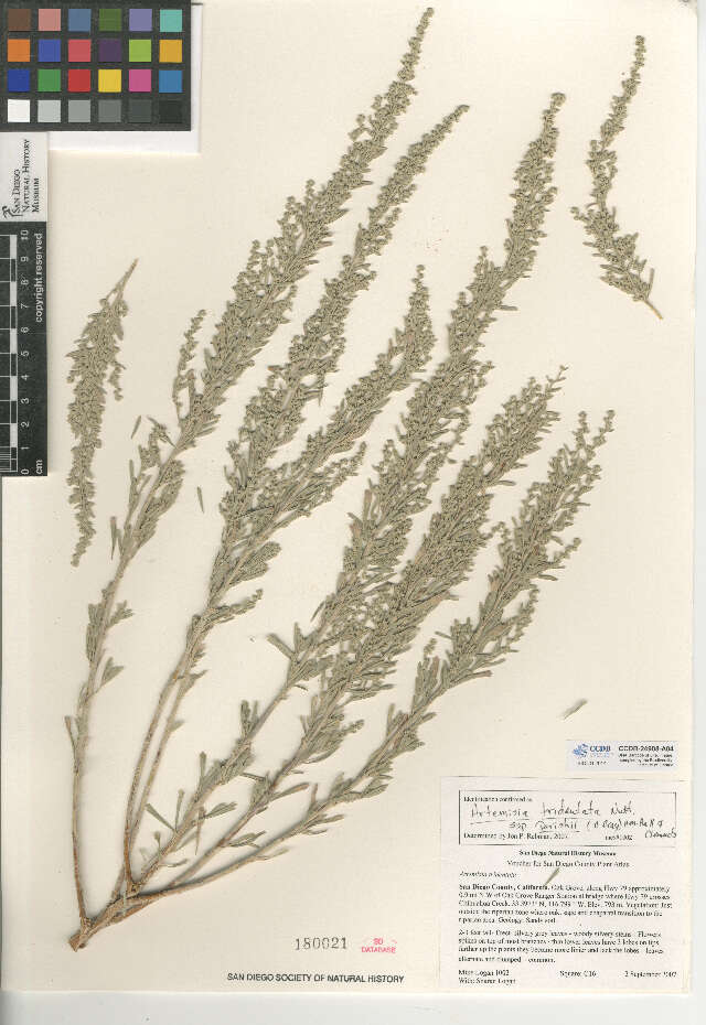 Imagem de Artemisia tridentata subsp. parishii (A. Gray) H. M. Hall & Clem.