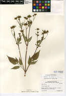 صورة Bidens frondosa L.