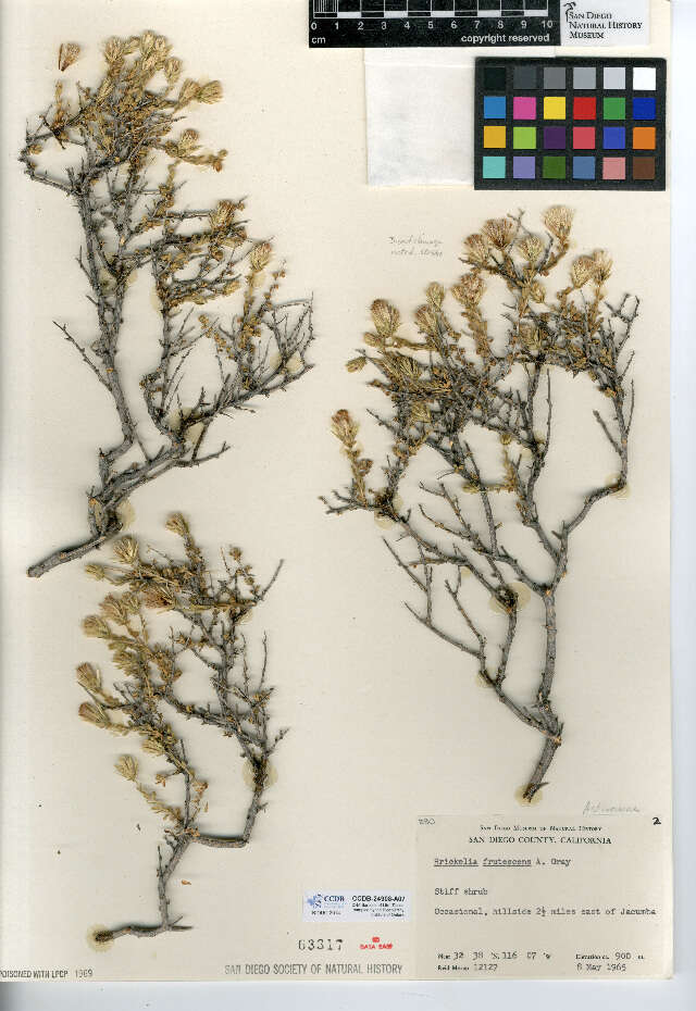 Brickellia (rights holder: San Diego Natural History Museum. SDNHM. Year: 2015.)