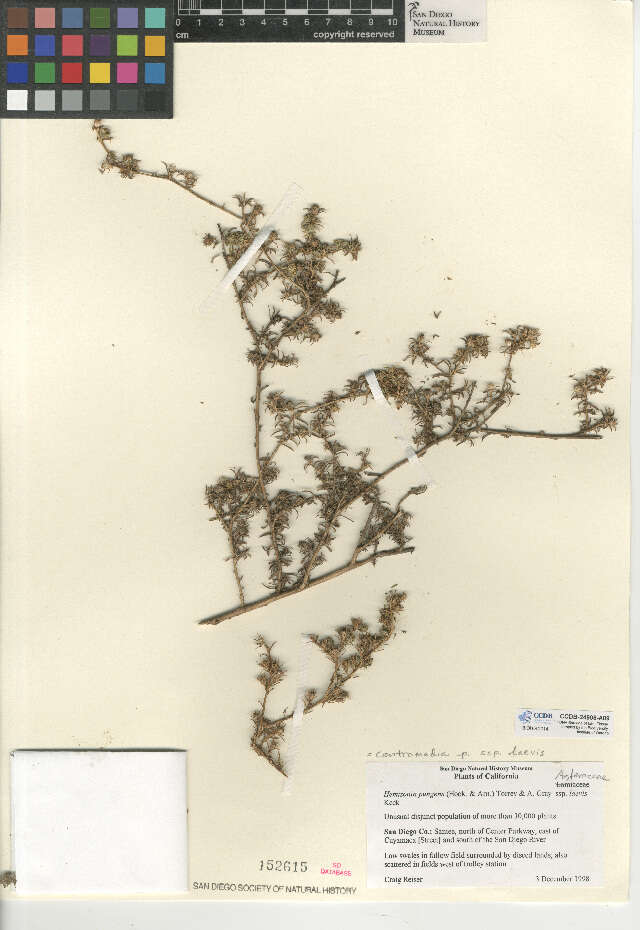 Image of common tarweed