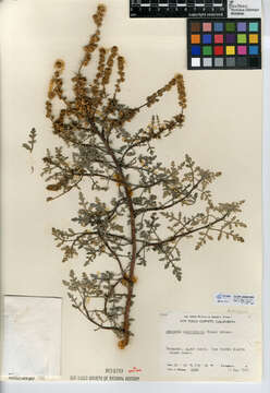 Image of silver bur ragweed