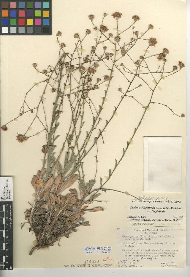 Image of <i>Corethrogyne <i>filaginifolia</i></i> var. filaginifolia