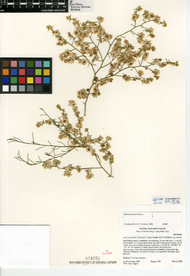 Image of Ambrosia salsola var. salsola
