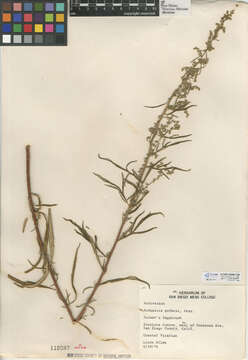 Image of San Diego sagewort