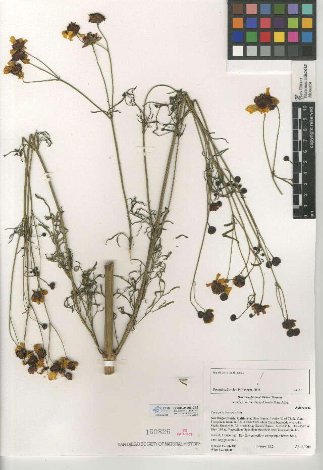 Image of golden tickseed