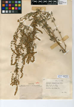 Image of flatspine bur ragweed