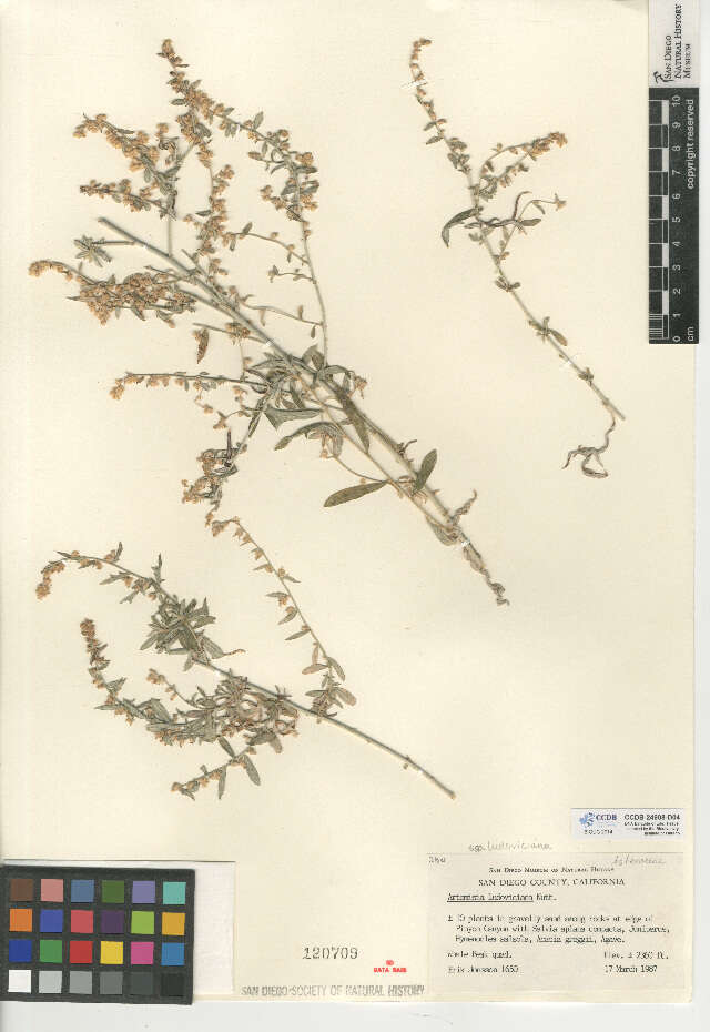 Image of white sagebrush