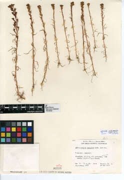 Image of amblyopappus