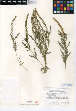 Image of Cuman ragweed