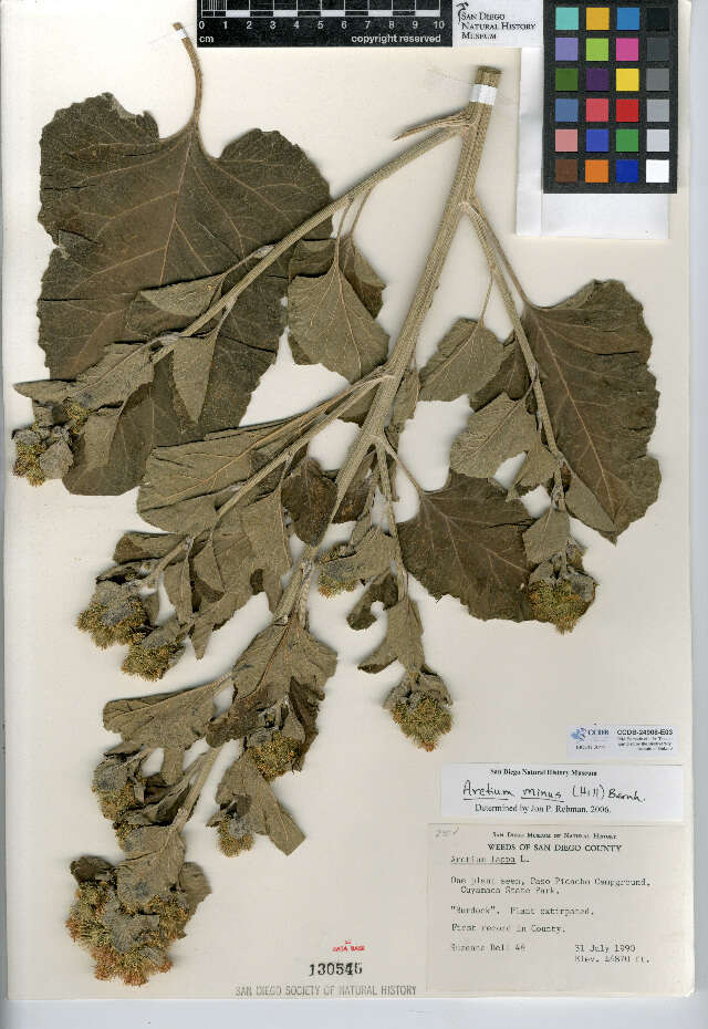 Image of common burdock