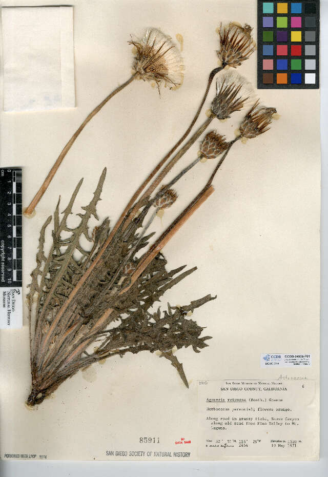 Image of spearleaf agoseris