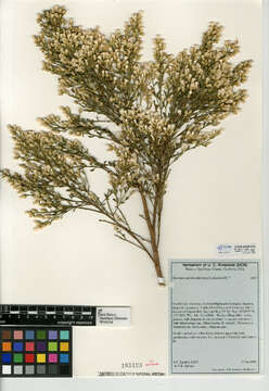 Image of desertbroom