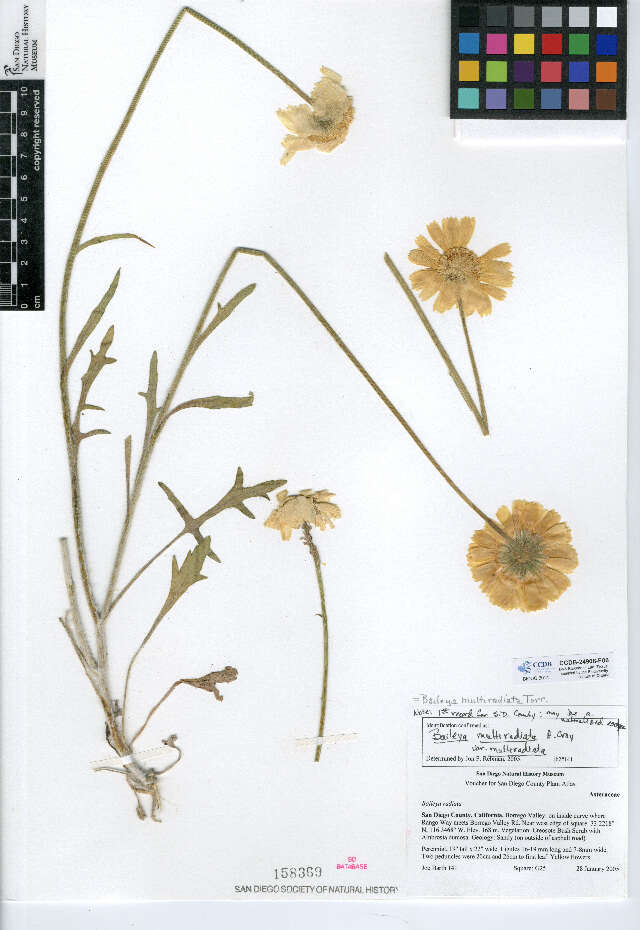 Image of desert marigold