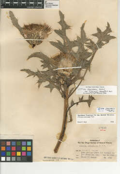 Image of Cirsium scariosum var. citrinum (Petr.) D. J. Keil