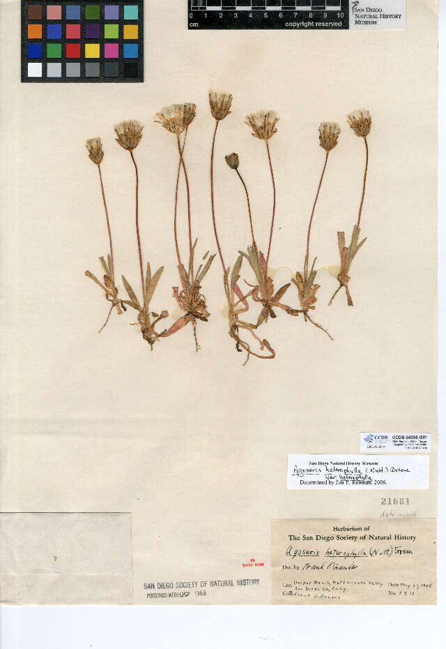 Image de Agoseris heterophylla var. heterophylla