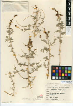 Ambrosia dumosa (A. Gray) Payne的圖片