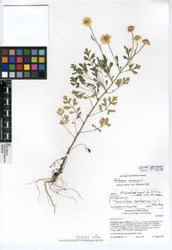 Anthemis arvensis L. resmi