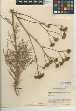 Sivun Chaenactis artemisiifolia (Harvey & A. Gray) A. Gray kuva