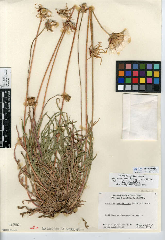 Image of bigflower agoseris