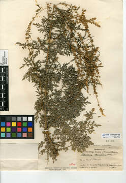 Image of weakleaf bur ragweed