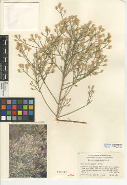 Image of shortleaf baccharis