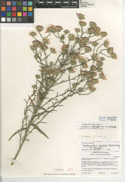 Imagem de Dieteria asteroides var. asteroides