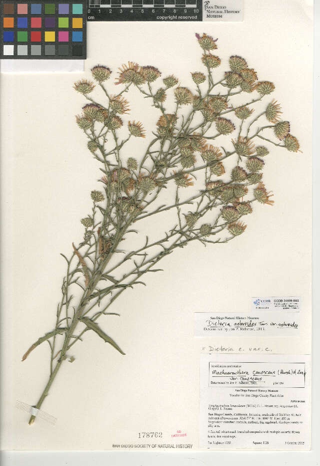 Imagem de Dieteria asteroides var. asteroides