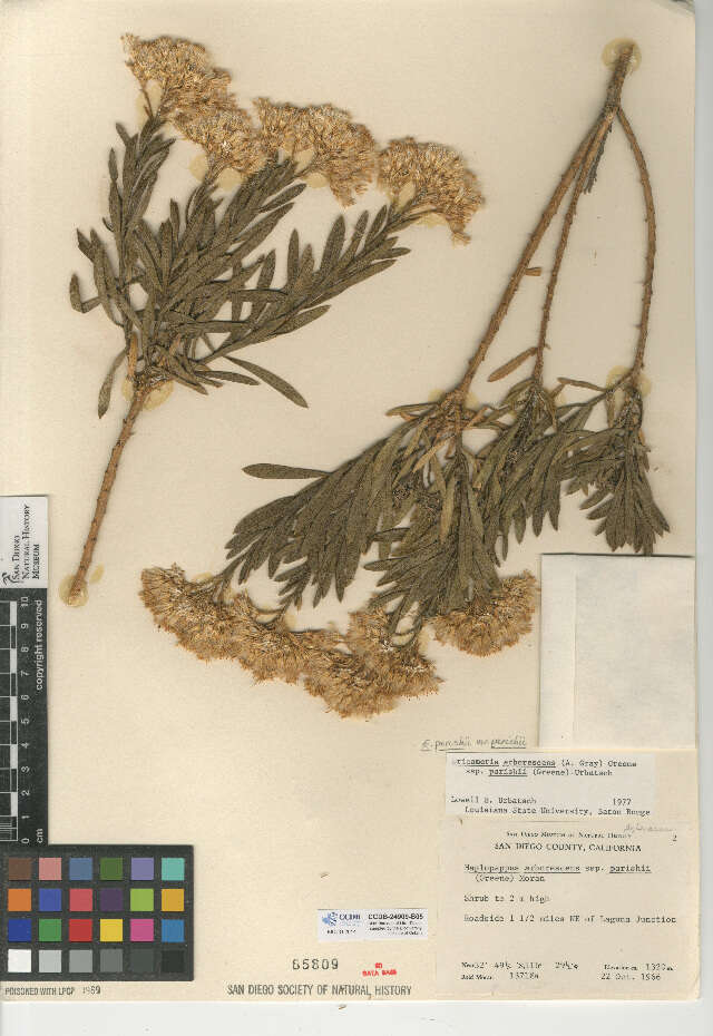 Image de Ericameria parishii var. parishii