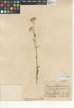 Image of Erigeron philadelphicus var. philadelphicus