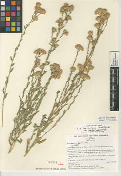 Imagem de Heterotheca sessiliflora subsp. fastigiata (Greene) J. C. Semple