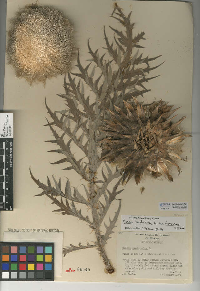 Image of Cynara cardunculus subsp. flavescens A. Wiklund