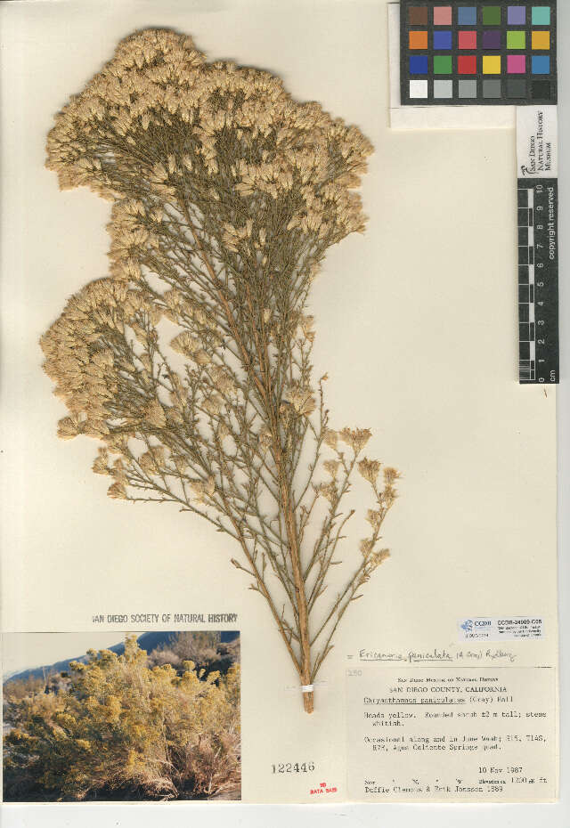 Image of Mojave rabbitbrush