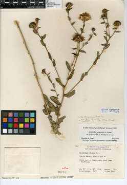 Image of hairy gumweed