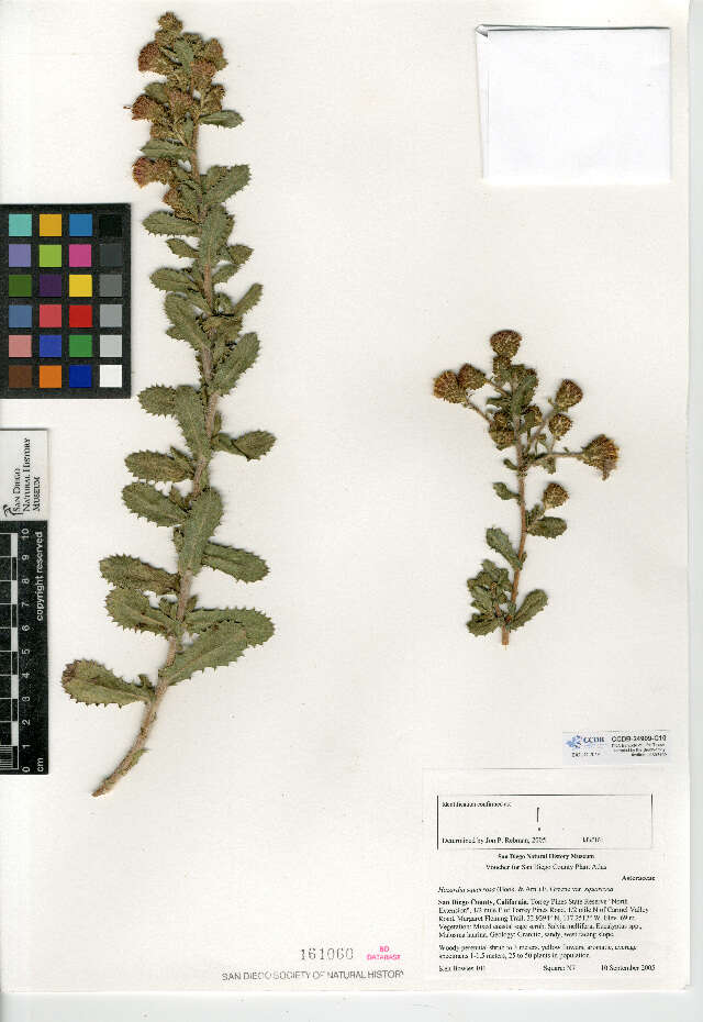 Image of Hazardia squarrosa var. squarrosa