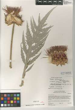 Image of Cynara cardunculus subsp. cardunculus