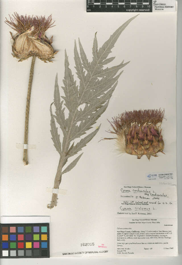 Слика од Cynara cardunculus subsp. cardunculus