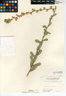 Plancia ëd Hazardia squarrosa var. grindelioides (DC.) W. D. Clark