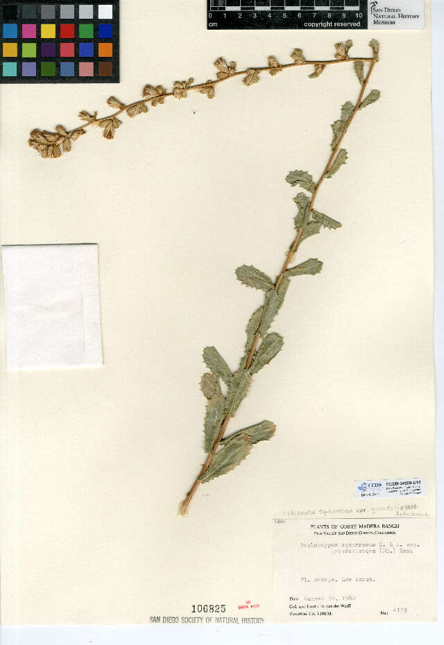 Image of sawtooth bristleweed