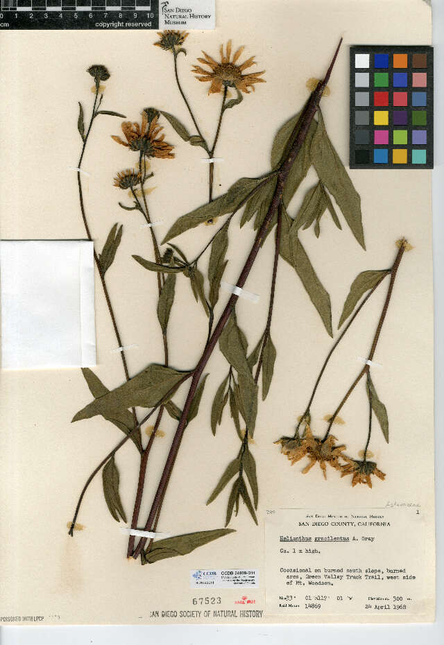 Image of slender sunflower