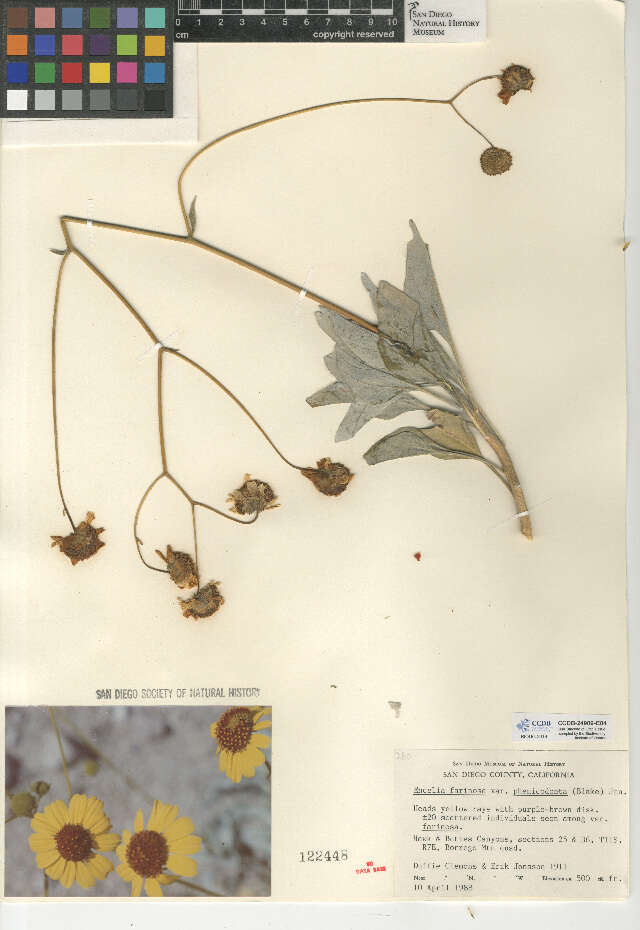 Image of Encelia farinosa var. phenicodonta
