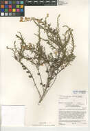 Image of Palmer's rabbitbrush