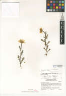 Image of corndaisy