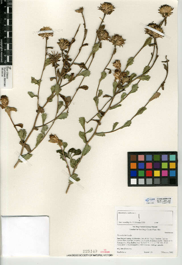 Image of Hazardia berberidis (A. Gray) Greene
