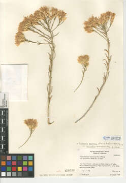 Image of Ericameria nauseosa var. bernardina (H. M. Hall) G. L. Nesom & G. I. Baird