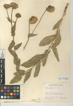 Image de Geraea viscida (A. Gray) Blake