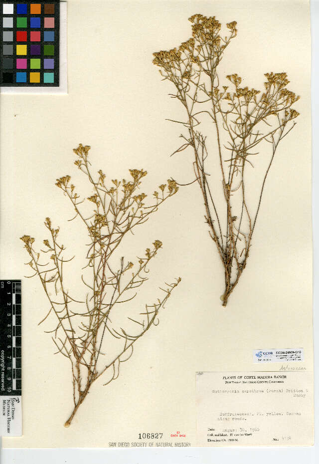 Image of broom snakeweed