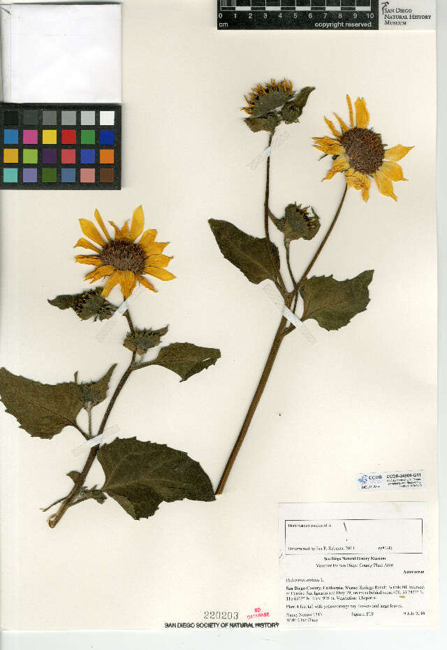 Image of common sunflower