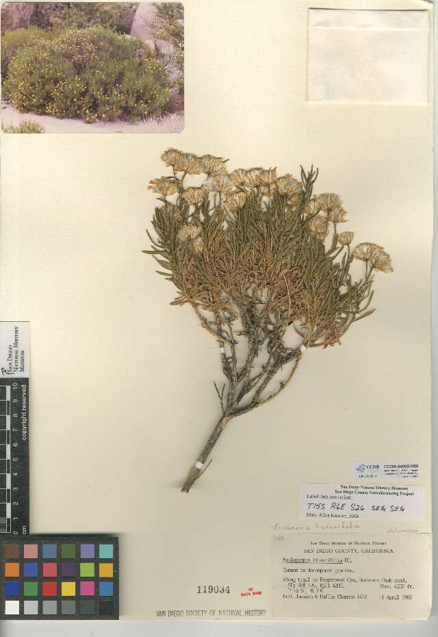 Image of narrowleaf goldenbush