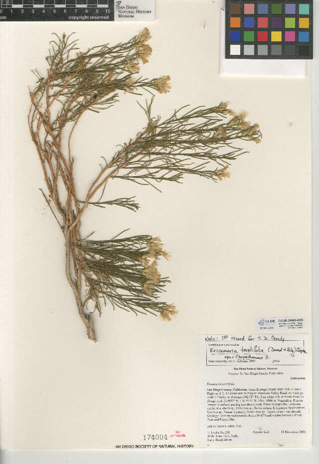 Ericameria teretifolia (Dur. & Hilg.) Jepson resmi