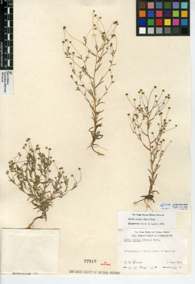 Image of small tarweed